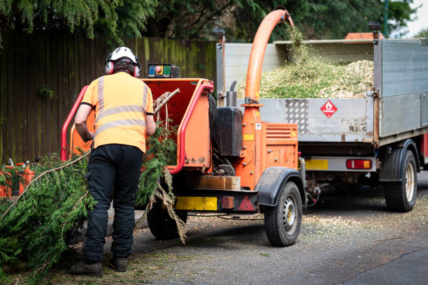 Hayfield, VA Tree Service Company